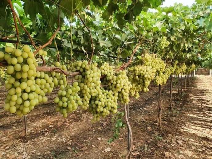 Κάλιο στην αμπελουργία: στρατηγικές για παραγωγικούς αμπελώνες